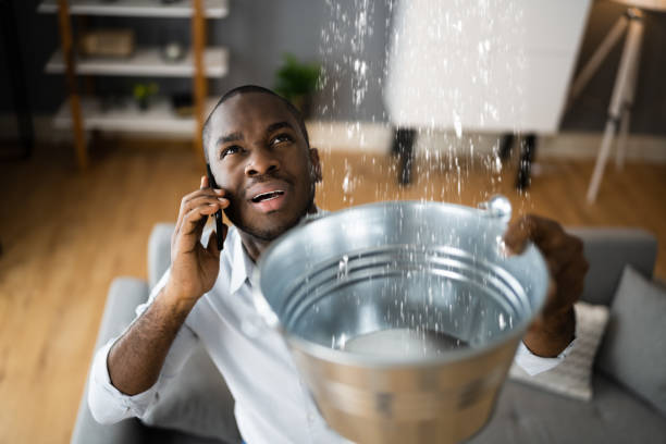 Best Mold removal after water damage  in Gaylord, MN