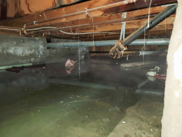 Best Water damage mitigation services  in Gaylord, MN