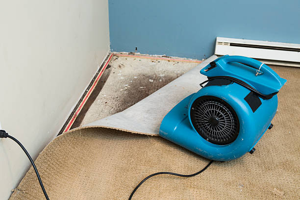 Best Water damage restoration specialists  in Gaylord, MN